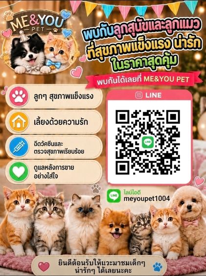 น้องบิชอง ฟริเซ่ ไซซ์มินิ นำเข้าจากประเทศเกาหลี 🇰🇷🐶 รูปที่ 6