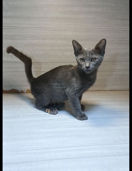 โคราช (Korat) แมวสีสวาด แมวโคราช แมวสีเทา เพศเมีย หางไม่ตรง ตรวจหัดให้ก่อนย้ายรับประกันเอดส์แมวกับรคีเมียคะ