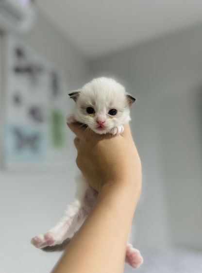ลูกแมว