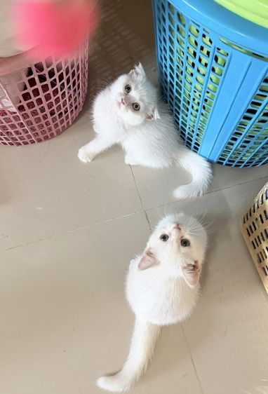 แมวสก๊อตติช รูปที่ 2