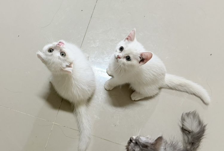 สก็อตติช โฟลด์ (Scottish Fold) แมวสก๊อตติช