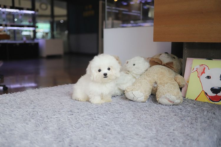 Coton de Tuléar รูปที่ 3