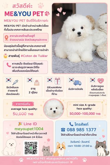 Coton de Tuléar รูปที่ 5