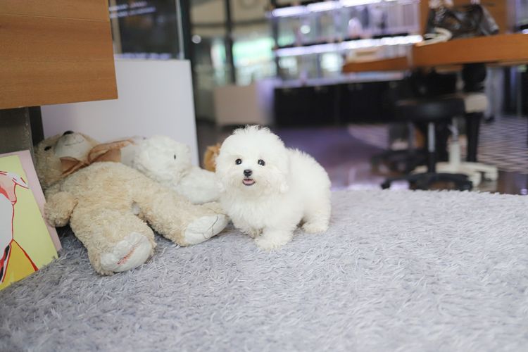 Coton de Tuléar รูปที่ 2