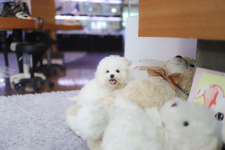 Coton de Tuléar รูปที่ 4