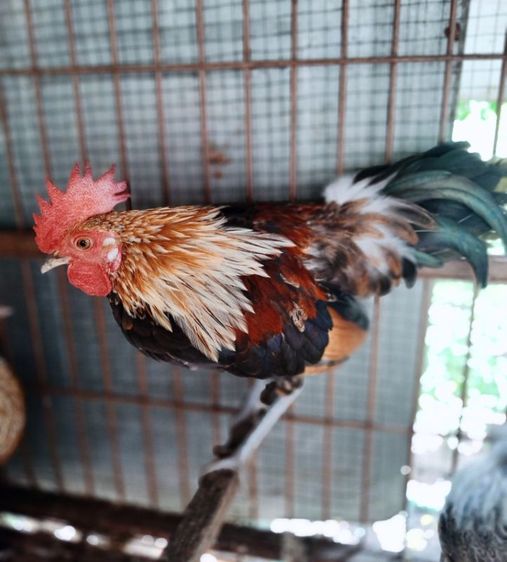 ไก่ป่าลูกผสมสวยงาม รูปที่ 4