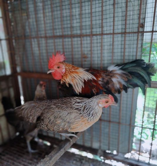 ไก่ป่าลูกผสมสวยงาม รูปที่ 2