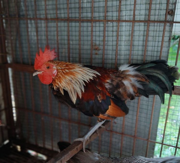 ไก่ป่าลูกผสมสวยงาม รูปที่ 3