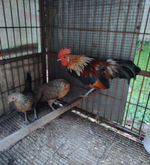 ไก่ป่าลูกผสมสวยงาม