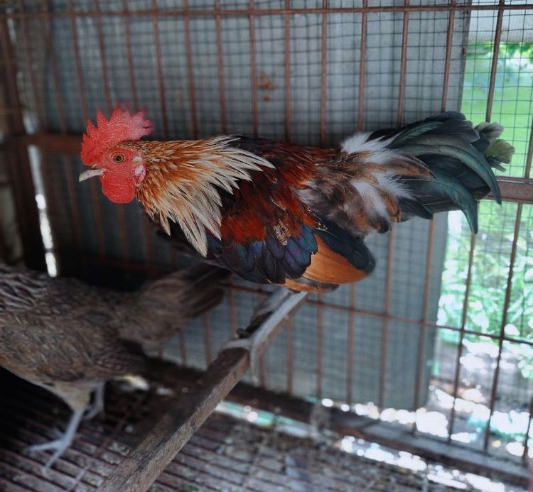 ไก่ป่าลูกผสมสวยงาม รูปที่ 5