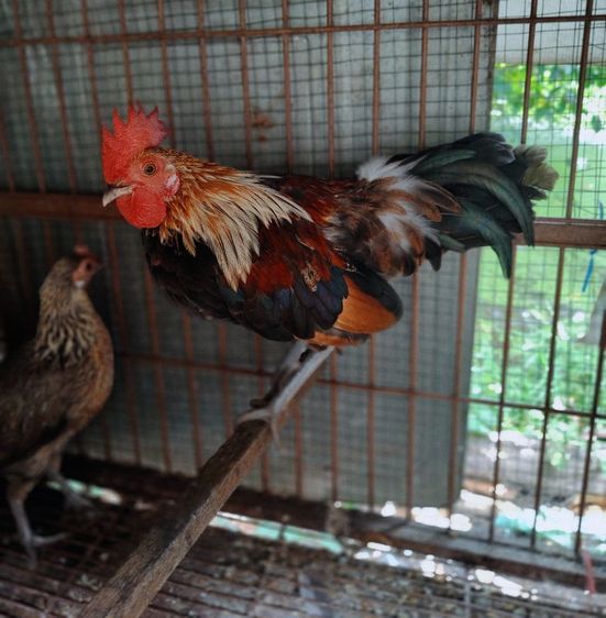 ไก่ป่าลูกผสมสวยงาม รูปที่ 6