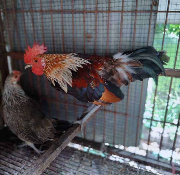 ไก่ป่าลูกผสมสวยงาม รูปที่ 7
