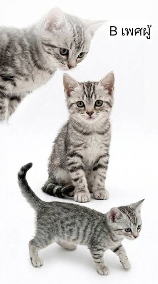 อเมริกัน ชอร์ตแฮร์ (American Shorthair) ลูกแมวสายพันธ์อเมริกันช๊อตแฮร์