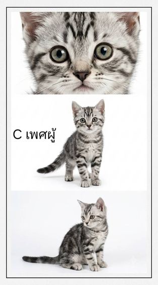 ลูกแมวสายพันธ์อเมริกันช๊อตแฮร์ รูปที่ 2