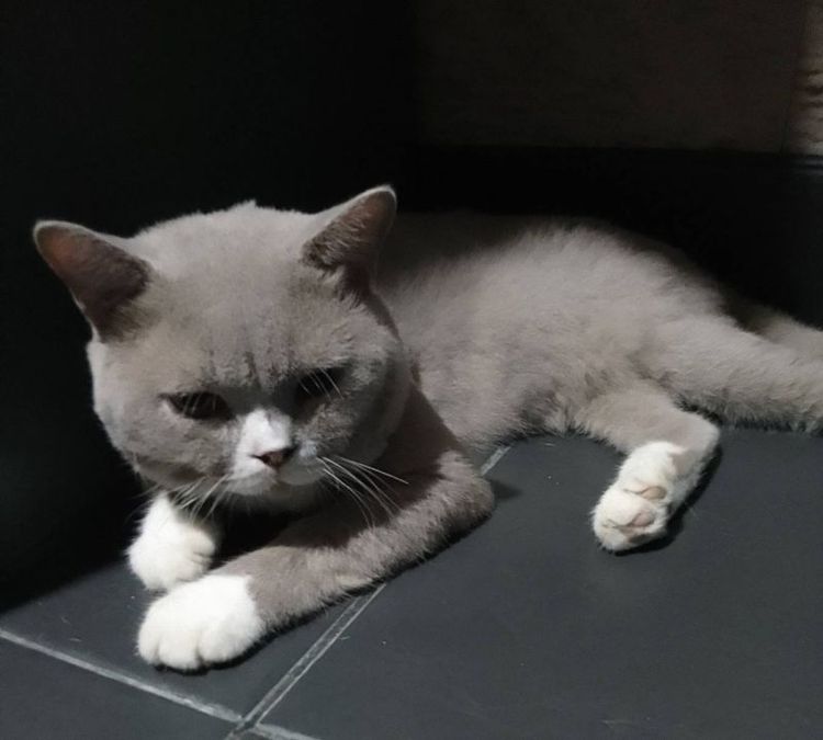 บริติชแท้
