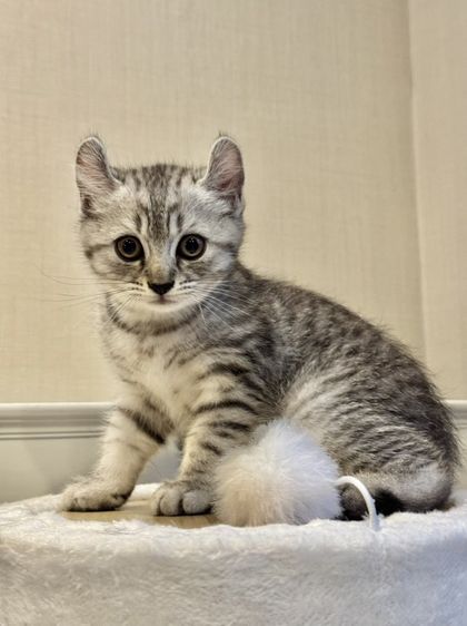 Silver Tabby