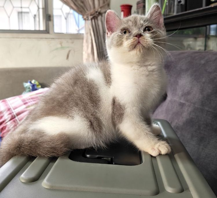 บริติช ชอร์ตแฮร์ (British Shorthair) ลูกแมวบริติช