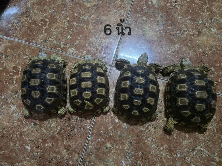 เต่าซูคาต้า