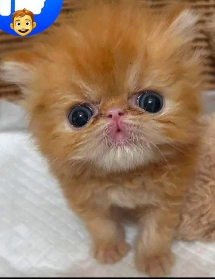 เอ็กโซติก ชอร์ตแฮร์ (Exotic Shorthair) เด็กชายเอ็กโซติกLh