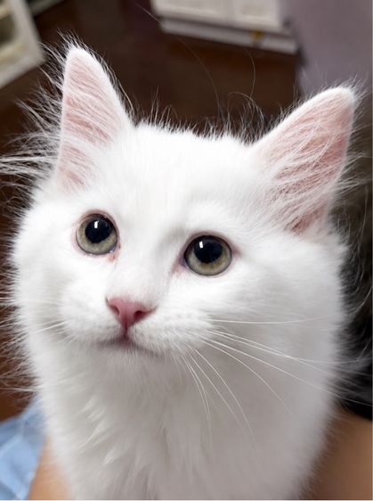 เปอร์เซีย (Persian) ลูกแมวเปอเซีย