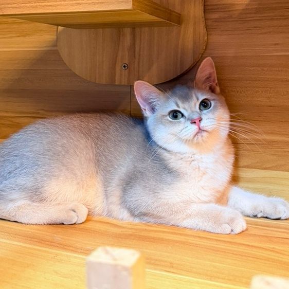 บริติช ชอร์ตแฮร์ (British Shorthair) แมวบริติชชอร์ตแฮร์