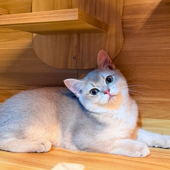 แมวบริติชชอร์ตแฮร์ รูปที่ 3