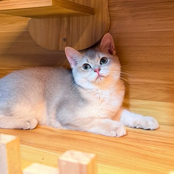 แมวบริติชชอร์ตแฮร์ รูปที่ 2