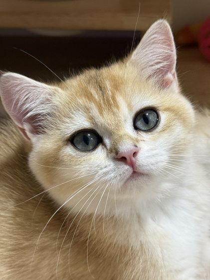 บริติช ชอร์ตแฮร์ (British Shorthair) British Shorthair