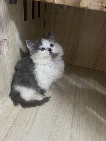 สก็อตติช โฟลด์ (Scottish Fold) สก็อตติชแท้