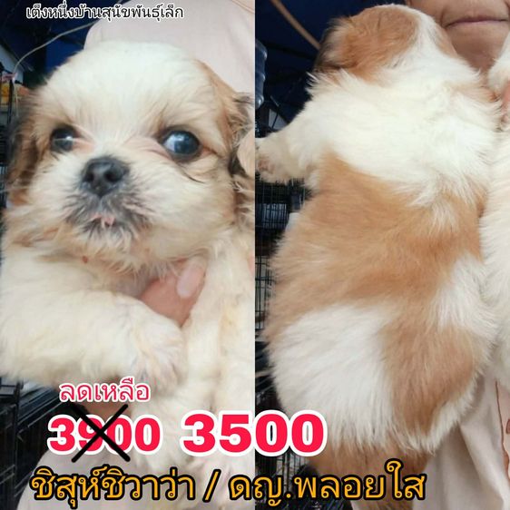 เปิดจอง 1000  ชิสุห์ผสมปอม ชิสุห์ผสมชิวาว่า เกรดสวย พร้อมย้าย สิ้นเดือน
