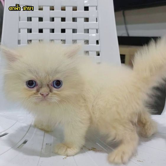ขายลูกแมวเปอร์เซียแท้สีขาว  พระรามสอง เทียนทะเล20โทร.0956102040 รูปที่ 3