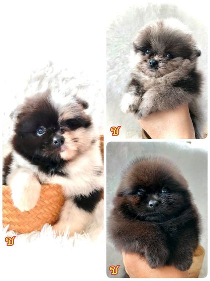 ปอมเมอเรเนียน (Pomeranian) เล็ก ปอมแท้