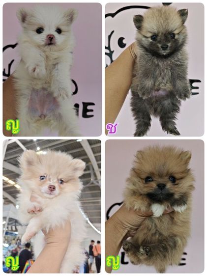ปอมแท้ รูปที่ 2