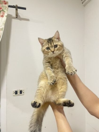 สก็อตติช โฟลด์ (Scottish Fold) แมวสก๊อตติชโฟลด์