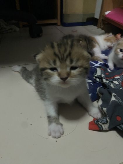 น้องแมวสก๊อตติส 1 เดือนกำลังน่ารัก นนทบุรี ไปส่งได้ถ้าไม่ไกลมาก คนละ 3000 บาทค่ะ มี 3 คน ครีม ช. ขาวครีม 2 คน ช.ทั้ง 2