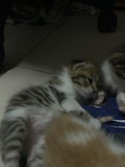 น้องแมวสก๊อตติส 1 เดือนกำลังน่ารัก นนทบุรี ไปส่งได้ถ้าไม่ไกลมาก คนละ 3000 บาทค่ะ มี 3 คน ครีม ช. ขาวครีม 2 คน ช.ทั้ง 2 รูปที่ 5