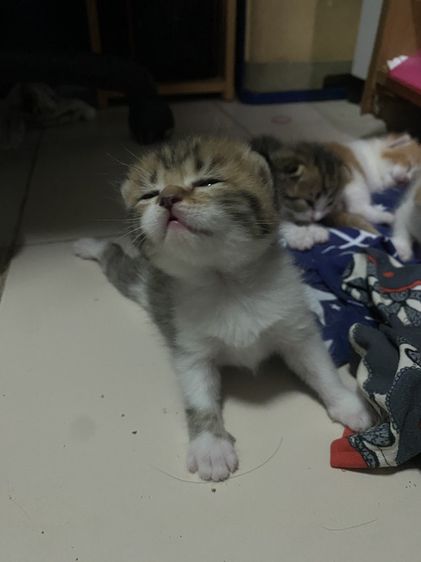 น้องแมวสก๊อตติส 1 เดือนกำลังน่ารัก นนทบุรี ไปส่งได้ถ้าไม่ไกลมาก คนละ 3000 บาทค่ะ มี 3 คน ครีม ช. ขาวครีม 2 คน ช.ทั้ง 2 รูปที่ 2