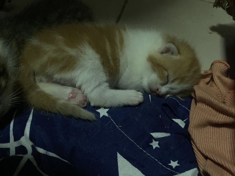 น้องแมวสก๊อตติส 1 เดือนกำลังน่ารัก นนทบุรี ไปส่งได้ถ้าไม่ไกลมาก คนละ 3000 บาทค่ะ มี 3 คน ครีม ช. ขาวครีม 2 คน ช.ทั้ง 2 รูปที่ 4