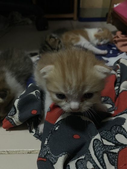 น้องแมวสก๊อตติส 1 เดือนกำลังน่ารัก นนทบุรี ไปส่งได้ถ้าไม่ไกลมาก คนละ 3000 บาทค่ะ มี 3 คน ครีม ช. ขาวครีม 2 คน ช.ทั้ง 2 รูปที่ 3