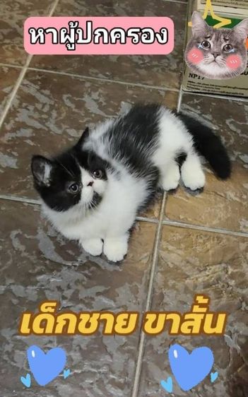 เด็กชาย ขาสั้น อายุ2เดือน