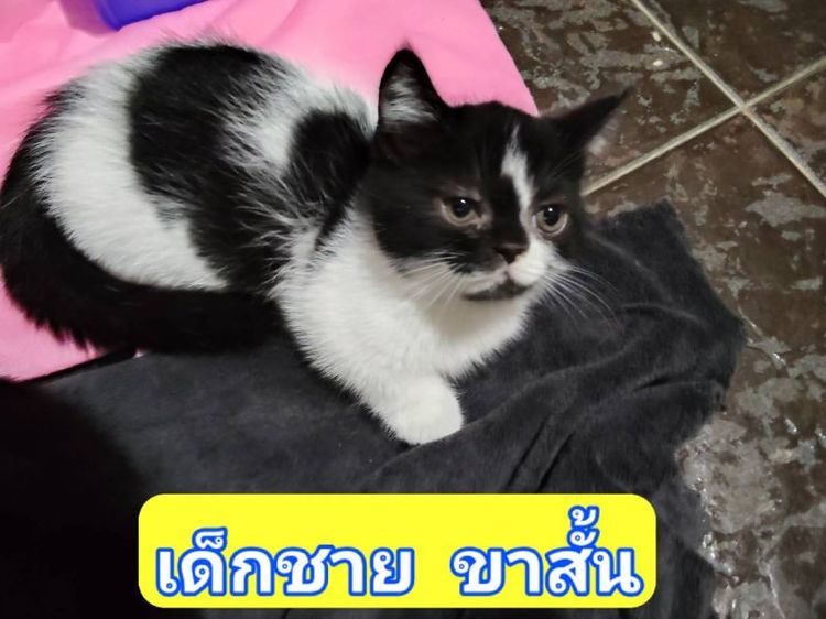 เด็กชาย ขาสั้น อายุ2เดือน รูปที่ 2