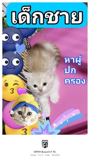 มันช์กิ้น (Munchkin) เด็กชาย มันช์กิ้น ขาปกติ