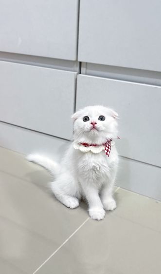 สก็อตติช โฟลด์ (Scottish Fold) แมวสก็อตติชหูพับ
