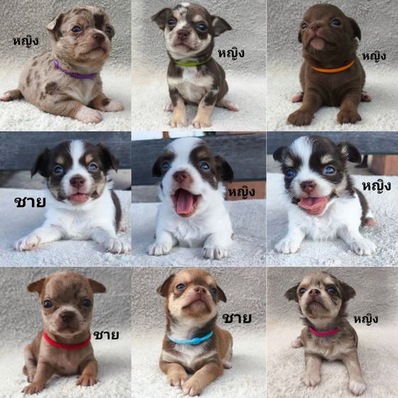 เปิดจอง ลูกชิวาวา