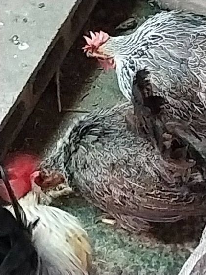 ลูกไก่แจ้และไก่โต