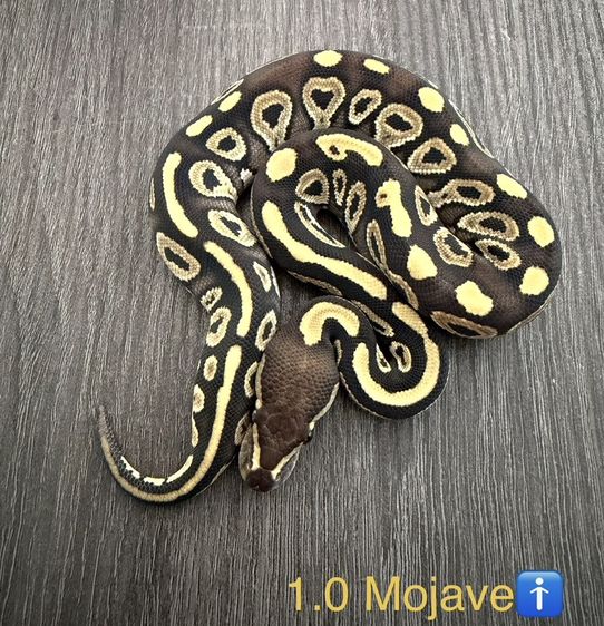 งูบอลไพธอน Ball Python ‘26 รูปที่ 2