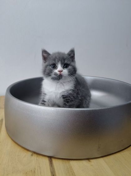 บริติช ชอร์ตแฮร์ (British Shorthair) บริติชช็อตแฮร์