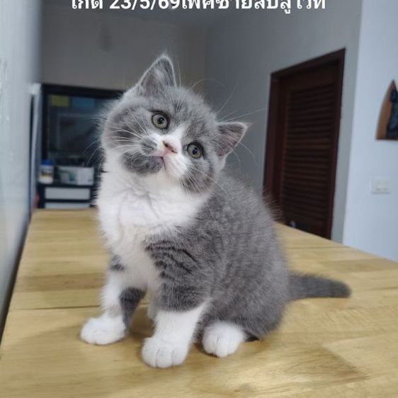 บริติช ชอร์ตแฮร์ (British Shorthair) บริติชช็อตแฮร์