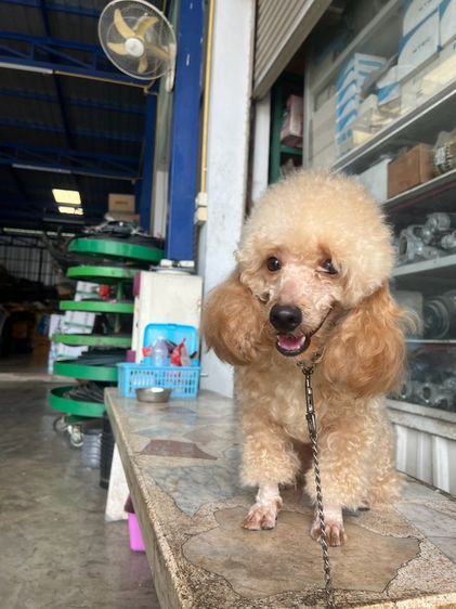 พุดเดิ้ล (Poodle) กลาง พุดเดิ้ลแท้  ตัวผู้ อายุ10 เดือน