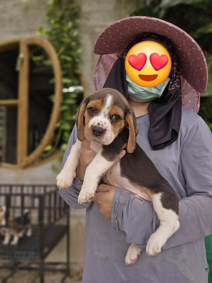บีเกิล (Beagle) เล็ก ลูกสุนัขบีเกิ้ล ผู้หนุ่มหล่อ  แท้สายเลือดดี